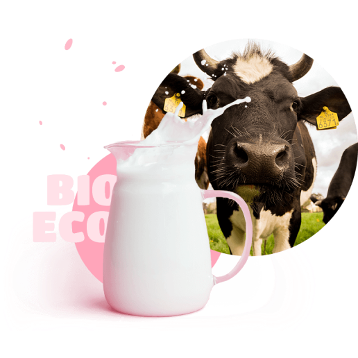 Cute cow